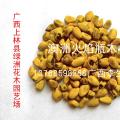 澳洲火焰瓶木
