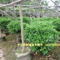 非洲茉莉