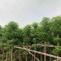 香樟
