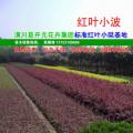红叶小檗