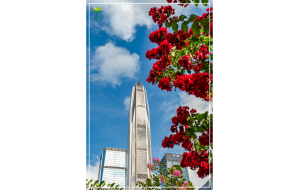 @深圳人，一起来寻找你身边的“夏紫薇”吧！