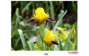 如皋：水培植物畅销 鸢尾再力花等销量好
