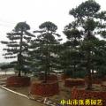 罗汉松