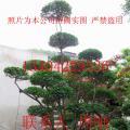 造型瓜子黄杨、瓜子黄杨、造型构骨、造型树、榆树桩、造型榔榆、造型榆树