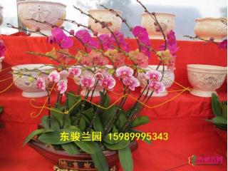 蝴蝶兰