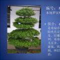 罗汉松