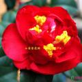 茶花