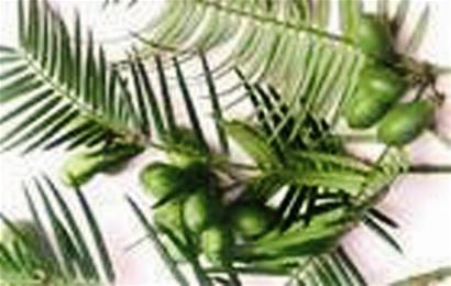 达州万源紫溪乡：惊现大量世界珍稀植物三尖杉