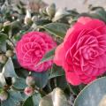 茶花