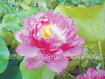 北方荷花育种及栽培技术取得新进展