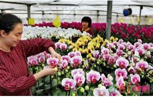 蝴蝶兰盛开塞外 俏销节日市场