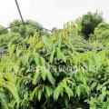 牛奶果