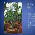 杨桃