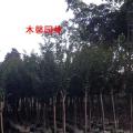 小叶紫薇