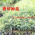 台湾罗汉松