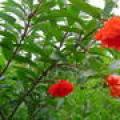 花石榴