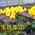 蝴蝶兰