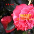 茶花  五角玲珑