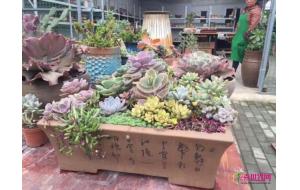 鄂州：多肉拼盆成年宵花新宠