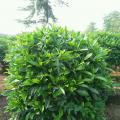 非洲茉莉
