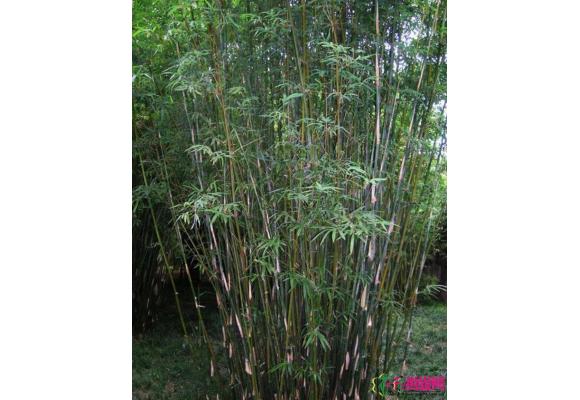 孝顺竹