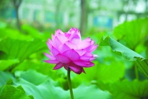 佛祖达摩送给南京的礼物 千瓣莲要“回家”(图)