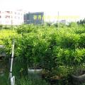 非洲茉莉球