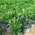 非洲茉莉
