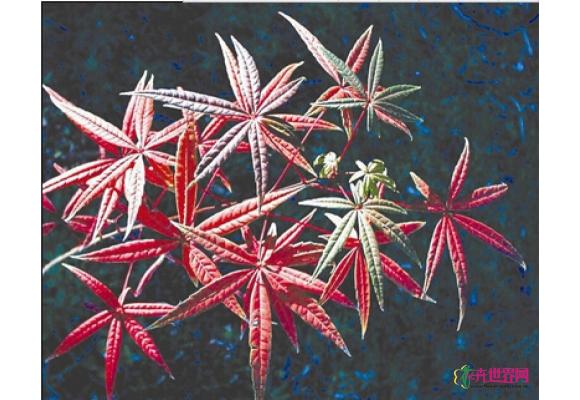 四川有种植物面临极危 比枫叶好看比熊猫少见(图)