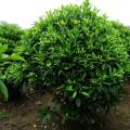 非洲茉莉