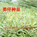 杜英
