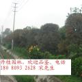 桂花
