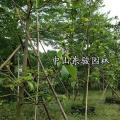 杜英