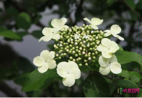 上海古猗园“万花仙子”琼花进入盛花期