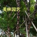 嘉宝果
