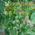 核桃