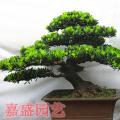 罗汉松盆景04