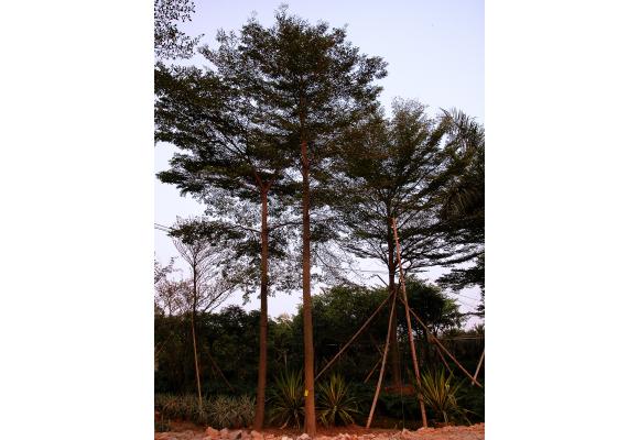 小叶榄仁