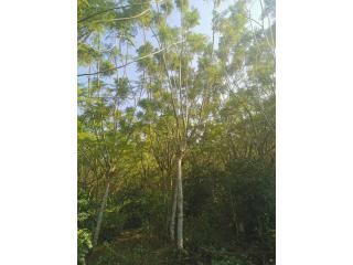 蓝花楹