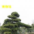 罗汉松