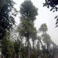 香樟树
