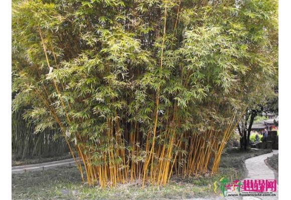琴丝竹
