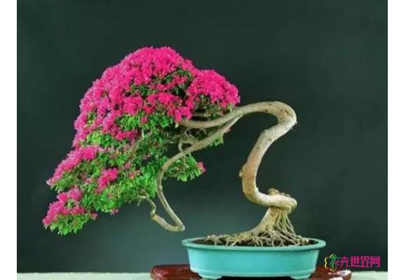 花卉养护办法：如何让三角梅盆景多开花