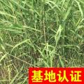 芦苇