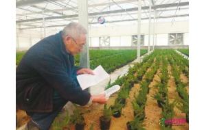 山东：济阳试种新花卉-10℃仍开花