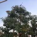 珊瑚刺桐