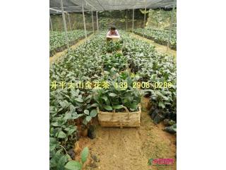 金花茶苗