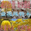 银鳞风铃木