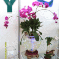 玻璃花瓶 水培玻璃花盆 玻璃鱼缸水培花卉 水培花瓶 水族器材 水培花盆 营养液 消毒液 园艺器材