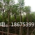 蓝花楹